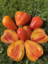 Rare Heirloom Tomato seeds -
