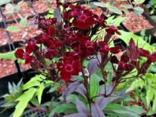 Dianthus barbatus Monksilver Black  Herbaceous Cottage Perennial in 9cm Pot