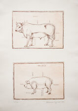 Engraving Print Anatomy of Cow