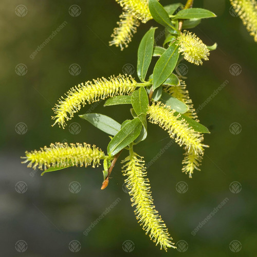 Salix sepulcralis var - x,