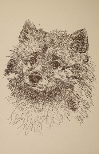 Keeshond rainbow bridge art - keeshond,