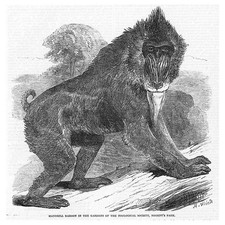 LONDON Mandrill Baboon at Regents Park Zoo - Antique Print 1850