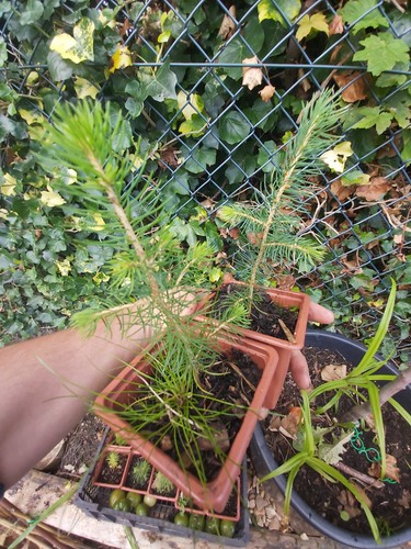 Norway spruce seedlings - norway,
