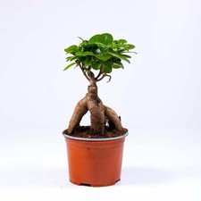 Ficus Ginseng Microcarpa Ficus Bonsai 10-12cm Live Tropical Terrarium Plant Easy