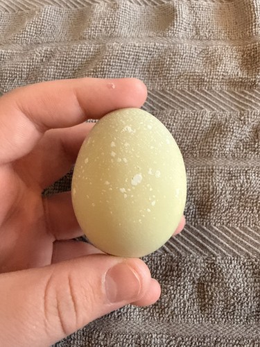 Rainbow chicken hatching - rainbow,