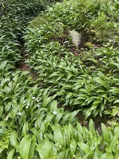35+ EXTRA FREE WILD GARLIC