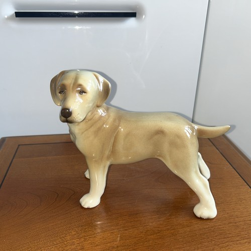 Labrador dog from - labrador, coopercraft