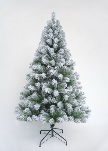 Christmas tree xmas colorado - tree,
