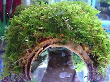 Coconut Shell Covered with Live Aquarium Java Moss Taxiphyllum barbieri Plant