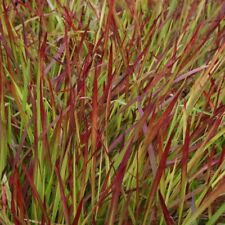 Japanese Blood Grass Imperata