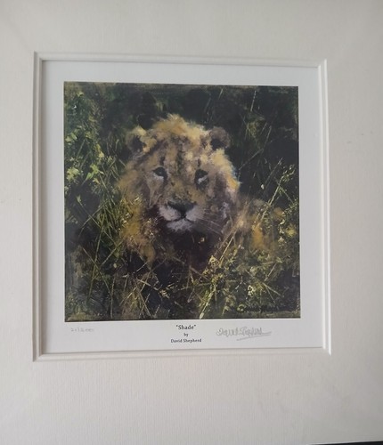 Lion limited edition - limited, signed