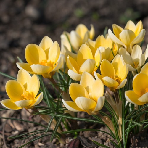 25x crocus romance bulbs - 25x,