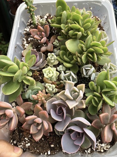100x unrooted succulent - succulent, leaf