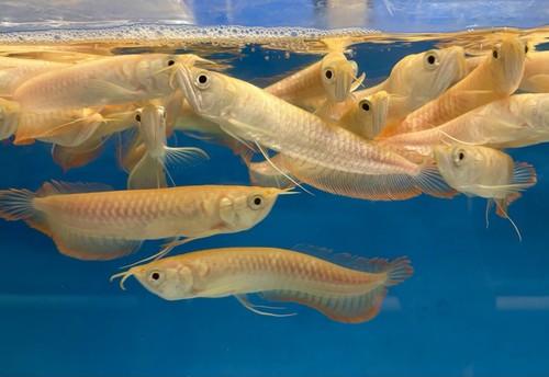 Albino banana arowana - albino,