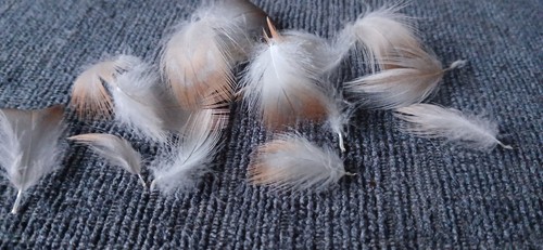 Duck feathers craft - craft,, fly