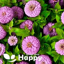 ZINNIA DAHLIA PASTEL - DREAM -