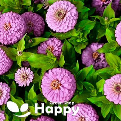 Zinnia dahlia pastel dream - pastel,