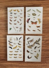 Antique 1900 British Moths