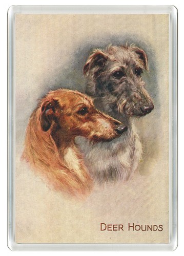Deerhound dogs dog fridge - dogs,