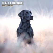 Labrador Black 2026