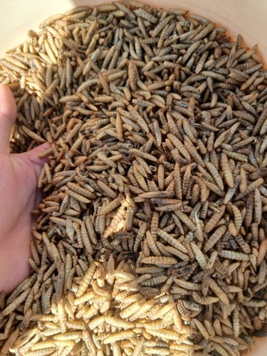 Calci worms premium dried - worms,