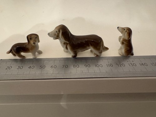 China miniature dashund with - dashund,