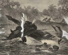 CANOE DESTROYED BY A HIPPOPOTAMUS ON THE RIVER ZAMBESI, SOUTH AFRICA. A RARE, OR