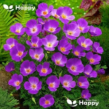 California Poppy Flower Purple Gleam - 1100 Seeds - Eschscholzia californica