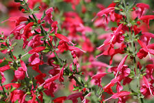 SALVIA SCARLET SAGE COCCINEA