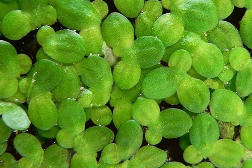 1000 duckweed floating - duckweed, live