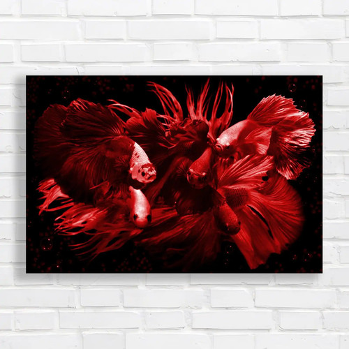 Vibrant siamese fighting fish - vibrant,