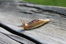 Black Brown Spotted Slug glass