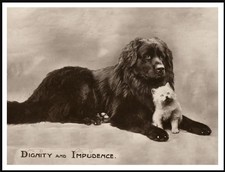 NEWFOUNDLAND DOG AND KITTEN