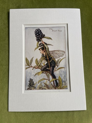 Privet flower fairy - ‘privet’,
