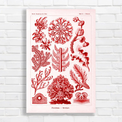 Vintage botanical floreidae - vintage,