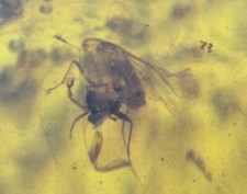 Cretaceous Burmite Amber with