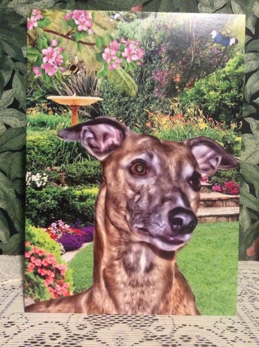 Whippet greyhound lurcher - whippet,, ,