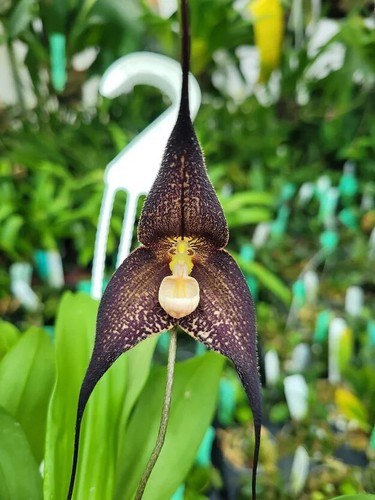 Rare dracula poe orchid - poe,