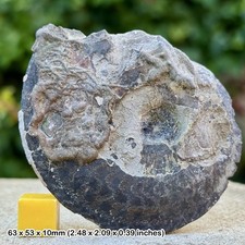 Oxynoticeras Pyrite Fossil Ammonite - Disc Shape - Jurassic UK - Upper