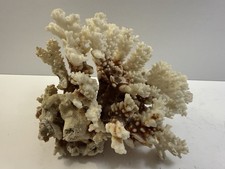 A natural white Acropora reef