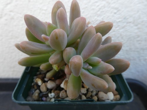 Sedum carnicolor shown - carnicolor, 9cm