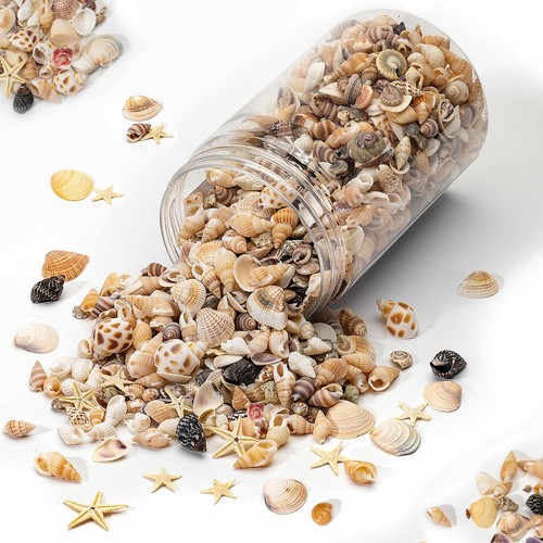 1200 pcs natural seashells - 1200,