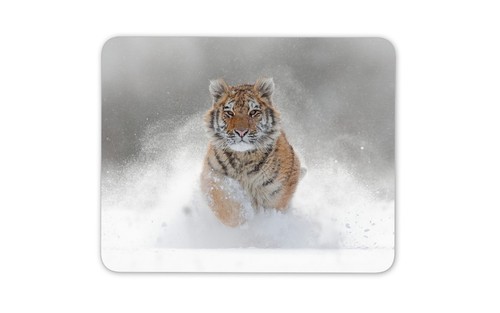 Beautiful tiger mouse - beautiful,