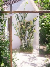 Dolls House Flowers In Flower