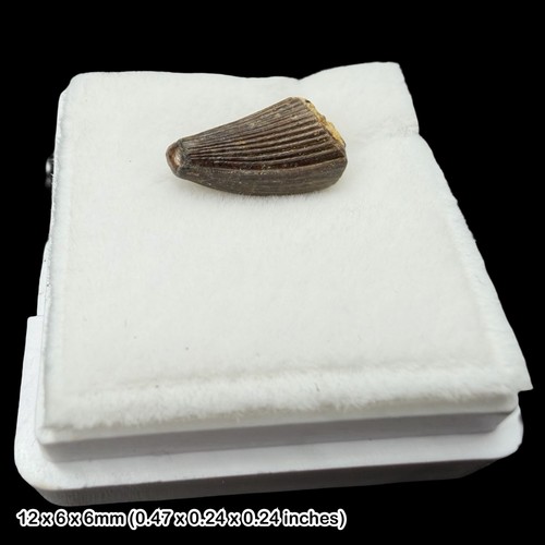 Rare crocodile teeth - rare,