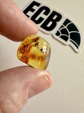 Baltic Amber With Two Mosquito Inclusions. 100% Real, No Fakes. Uk Seller 🇬🇧