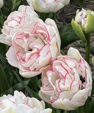 Wild romantic tulip - 10, bulbs