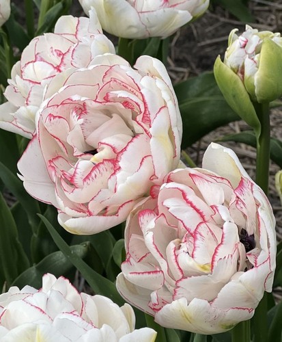 Wild romantic tulip - romantic, bulbs