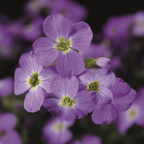Aubrieta axcent light blue - light,