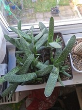 GASTERIA VERRUCOSA House plant